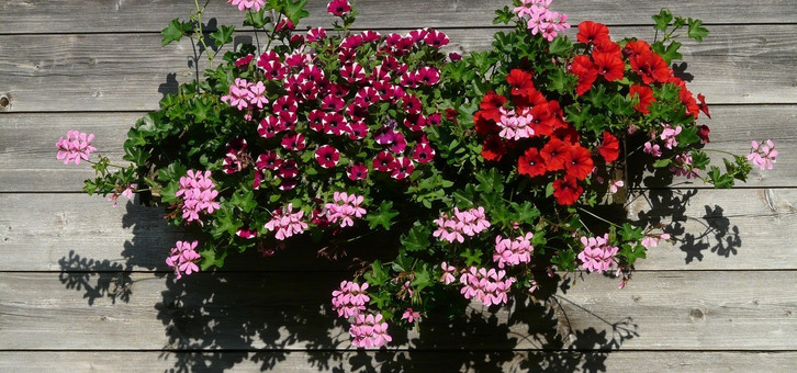 rosen in blumenkästen Blumenkasten-Schaum-PE-Rosen (25 Stück pro Packung) mit Stängel und So –  kunstblumenshop main image 1