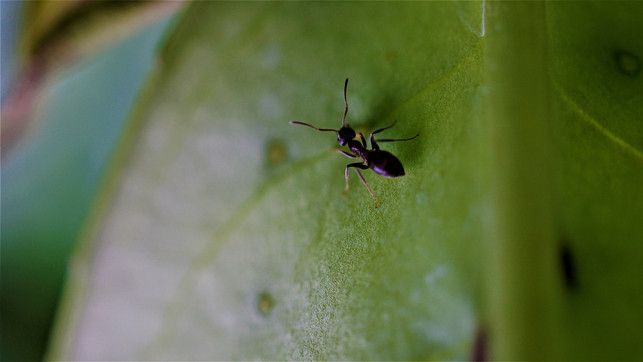 fuer-insekten-und-voegel-bietet-der-kirschlorbeer-ke-cc0-pixabay-mylene2401-190920_download Für Insekten und Vögel bietet der Kirschlorbeer keine Nahrung.