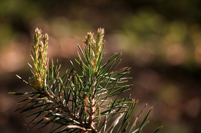 bei-der-ernte-von-tannenwipfeln-solltest-du-vorher-cc0-pixabay-manfredn1960-240407_download Bei der Ernte von Tannenwipfeln solltest du vorher den richtigen Baum identifizieren.