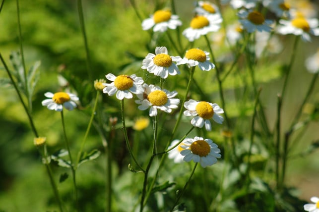 die-roemische-kamille-ist-nicht-nur-huebsch-anzusehe-cc0--pixabay--barbara808-250504_download Die Römische Kamille ist nicht nur hübsch anzusehen, sondern auch sehr pflegeleicht.