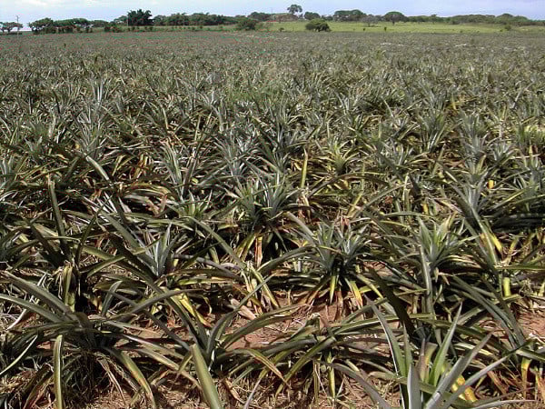 600px-pineapple_field Ananasplantage in Mexiko
