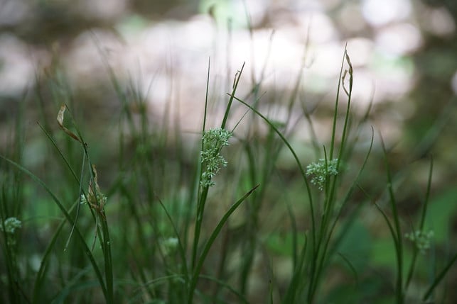 eine-hohe-luftfeuchtigkeit-und-ein-feuchter-boden-cc0-pixabay-jhenning-201112_download Eine hohe Luftfeuchtigkeit und ein feuchter Boden sind wichtige Voraussetzungen, um Simsen zu pflanzen.