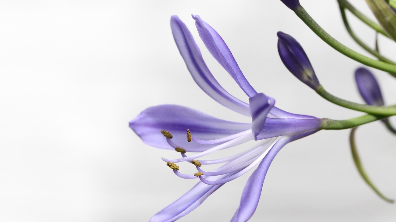 Agapanthus berwintern: So schtzt du die Schmucklilie vor dem Winter -  Utopia.de