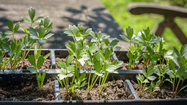 zwei-wochen-vor-dem-auspflanzen-ist-es-zeit-deine-cc0--pixabay--andreasgoellner-250626_download Zwei Wochen vor dem Auspflanzen ist es Zeit, deine jungen Tomaten abzuhärten.