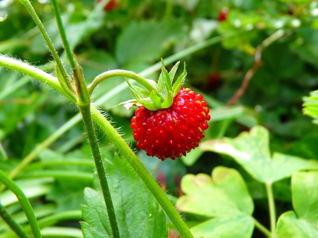 mit-der-richtigen-pflege-gedeihen-walderdbeeren-he-cc0-pixabay-loggawiggler-230417_download Mit der richtigen Pflege gedeihen Walderdbeeren hervorragend im eigenen Garten.