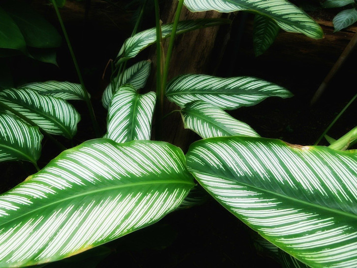 calathea goldstar Calathea 'White Star'