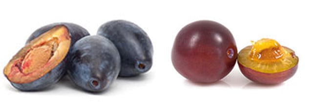 zwetschge-pflaumer-september-cpb-170831 Saisonkalender September: Zwetschge oder Pflaume?