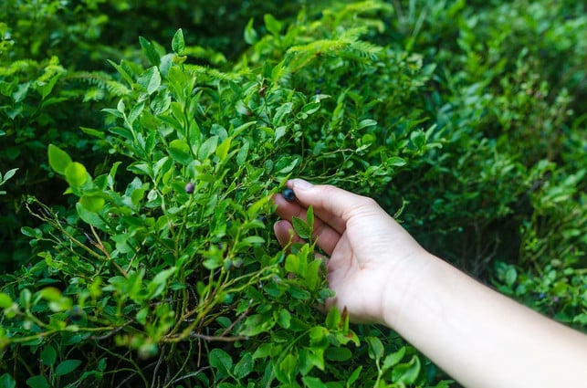 wildheidelbeeren-findest-du-vor-allem-im-wald-und-cc0-pixabay-goumbik-220722_download Wildheidelbeeren findest du vor allem im Wald und in Heide- und Moorlandschaften.
