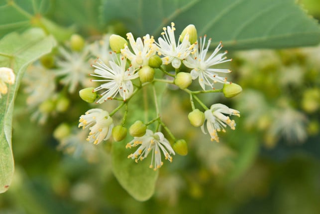 lindenknospen-eignen-sich-vor-allem-fuer-suesse-lecke-cc0--pixabay--bagetka_krd-250520_download Lindenknospen eignen sich vor allem für süße Leckereien.