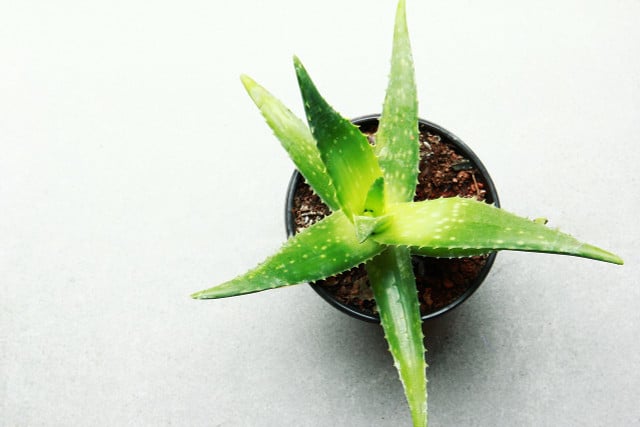 Deine Aloe-Vera-Pflanzen kannst du mit kleinen Ablegern vermehren.