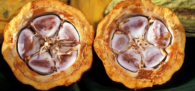 150625-cacao-pod-k4636-14_y_publicdomain_1280x600 Kakao-Bohnen in Kakao-Schoten