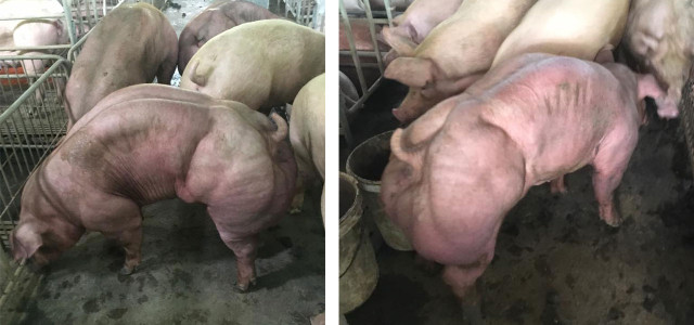 Schweine Muskeln Farm Kambodscha
