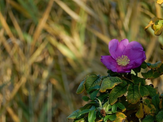 die-sogenannte-adolf-hitler-rose-verdraengt-an-de-cc0-pixabay-ptra-241015_download Die sogenannte "Adolf-Hitler-Rose" verdrängt an der Nordsee zunehmend heimische Arten.