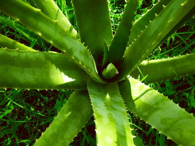 Aloe vera gel has long been used to treat skin problems.