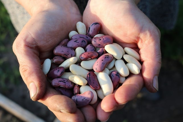 achte-darauf-dass-die-bohnen-fuer-die-refried-bean-cc0-pixabay-pexels-200708_download Achte darauf, dass die Bohnen für die Refried Beans möglichst aus Bioanbau stammen.