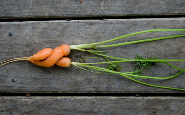 Hässliches Gemüse kaufen Gegen Lebensmittelverschwendung: Hässliches Gemüse kaufen
