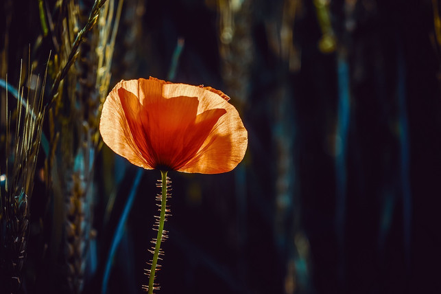 wunderschoen-natuerlich-mit-haerchen-cc0-pixabay-couleur-190428_download Wunderschön natürlich mit Härchen.