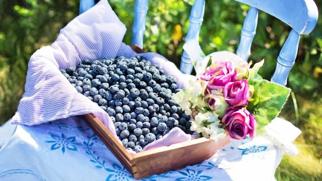 heidelbeeren-duengen-cc0-pixabay-jillwellington-200714 heidelbeeren düngen