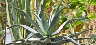 Agave