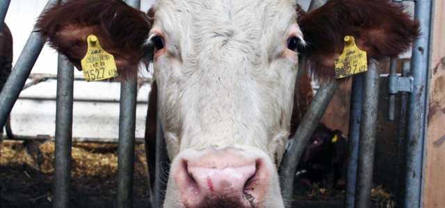 Tierleid in der Milchwirtschaft