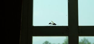 Trick Insekten Fenster