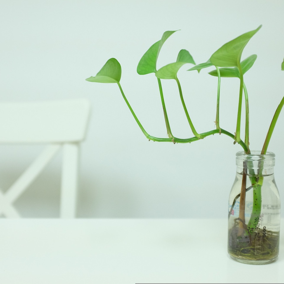 Water Plants: So kannst du Zimmerpflanzen ohne Erde zchten - Utopia.de