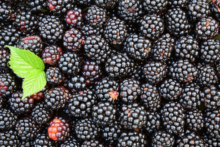 Brombeeren pflanzen: Tipps zu Standort, Pflege und Ernte - Utopia.de