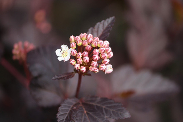 die-knospen-der-blasenspiere-cc0-pixabay-manfredrichter-201026_download Die Knospen der Blasenspiere.