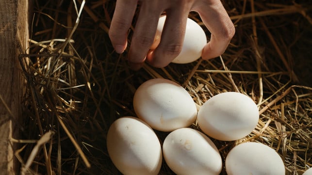 eier-pexels-cottonbro-studios-230926-1280x720 Bio-Eier mit den Siegeln der Anbauverbände stehen für noch etwas mehr Tierwohl.