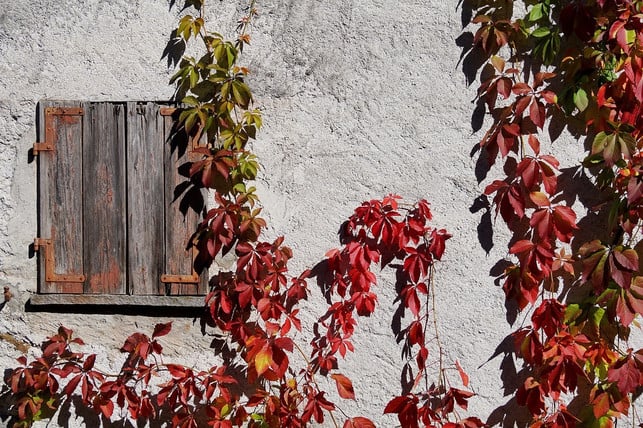 wilder-wein-an-alter-hauswand-cc0-pixabay-suju-180325_download Wilder Wein klettert gut an Hauswänden hoch.