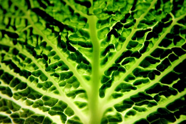 eine-moeglichkeit-wirsing-zuzubereiten-ist-das-due-cc0-pixabay-kranich17-250312_download Eine Möglichkeit, Wirsing zuzubereiten, ist das Dünsten.