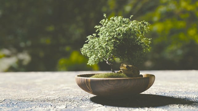 dein-bonsai-verliert-blaetter-mit-den-richtigen-ma-cc0-pixabay-monoar_cgi_artist-211210_download Dein Bonsai verliert Blätter? Mit den richtigen Maßnahmen kannst du ihn wieder aufpeppen.