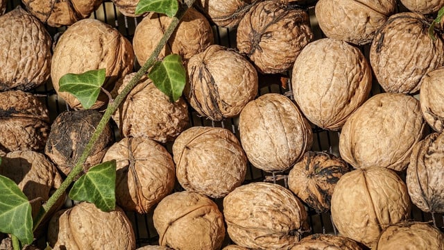 nach-dem-ernten-muessen-walnuesse-getrocknet-und-ger-cc0-pixabay-0-0-0-0-231012_download-1 Nach dem Ernten müssen Walnüsse getrocknet und gereinigt werden.