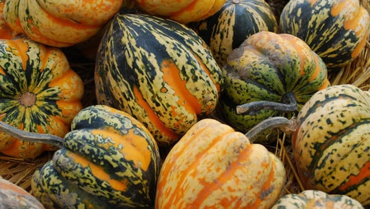 eichelkuerbis-cc0-pixabay-dianeblanco-221115 Eichelkürbis