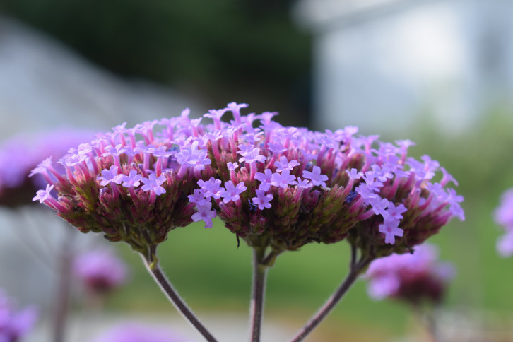 Verbena tea made from vervain is said to help with diarrhea.