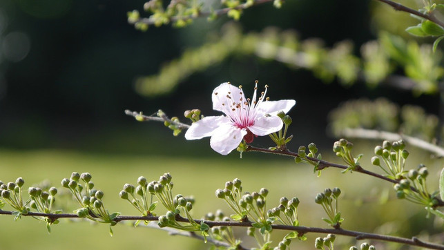 die-knospen-der-blutpflaume-wachsen-bereits-im-her-cc0-pixabay-skatti-200726_download Die Knospen der Blutpflaume wachsen bereits im Herbst.