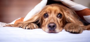 Was hilft Hunden an Silvester?