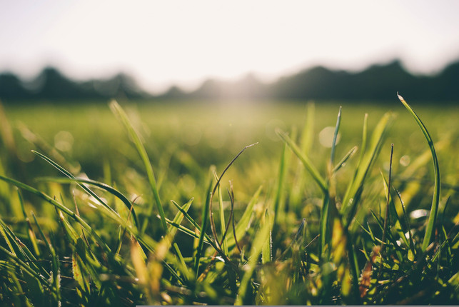 die-beste-zeit-zum-rasenmaehen-im-sommer-vormittag-cc0--pixabay--fancycrave1-250506_download Die beste Zeit zum Rasenmähen im Sommer: vormittags zwischen acht und zehn Uhr.