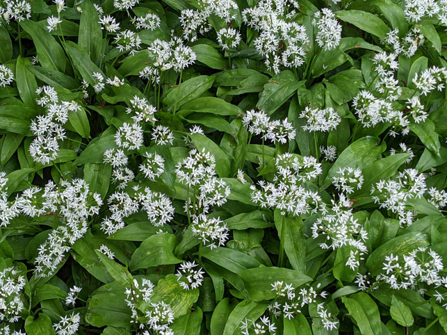 baerlauchblueten-kannst-du-auch-essen-doch-wenn-er-cc0-unsplash-m-x-250401_download Bärlauchblüten kannst du auch essen, doch wenn er blüht, schmecken die Blätter nicht mehr so aromatisch.