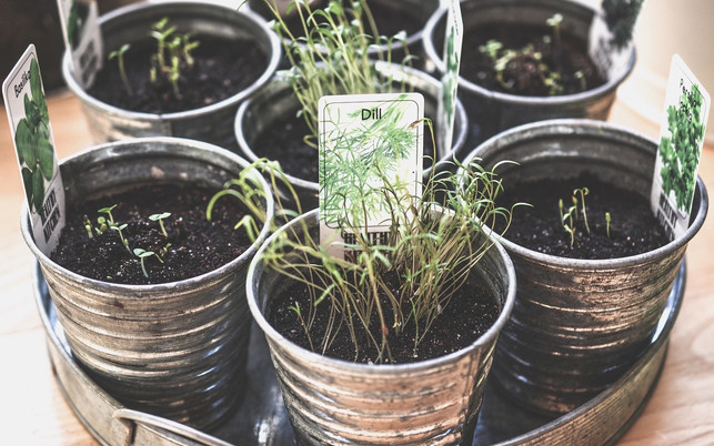 kuechenkraeuter-runden-speisen-ab-und-sind-gesund-cc0-public-domain-pixabay-monicore-170719 Diese Liste an Küchenkräutern stellt dir zehn der gängigsten Kräuter genauer vor.