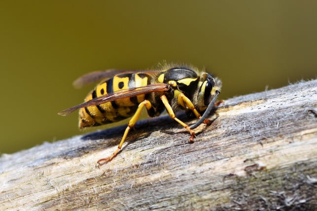 hornissen-sind-nicht-gefaehrlicher-als-wespen-cc0--pixabay--ralphs_fotos-250801_download Hornissen sind nicht gefährlicher als Wespen.