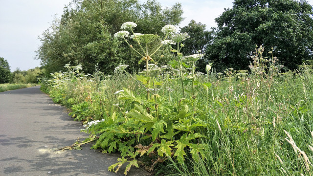 Giant hogweed on the side of the road is dangerous.