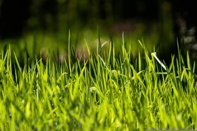 wenn-der-wurzeltest-negativ-ausfaellt-musst-du-den-cc0--pixabay--natureimages-250730_download Wenn der Wurzeltest negativ ausfällt, musst du den Rasen eventuell komplett erneuern.