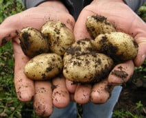 Kartoffeln lagern: Mit diesen 7 Tipps bleiben sie lange frisch