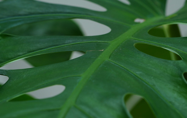 Ableger von Monstera: So vermehrst du die Zimmerpflanze - Utopia.de