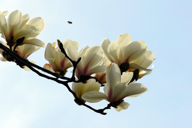 bienen-werden-von-der-magnolie-angelockt-koennen-j-cc0-pixabay-ajs1980518-230424_download Bienen werden von der Magnolie angelockt, können jedoch kaum Nektar finden.