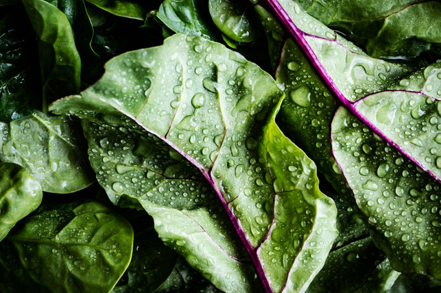 fertigsalat-verdirbt-besonders-schnell-und-ist-dah-cc0--unsplash--monika-grabkowska-250807_download Fertigsalat verdirbt besonders schnell und ist daher mit einem Verbrauchsdatum ausgestattet.