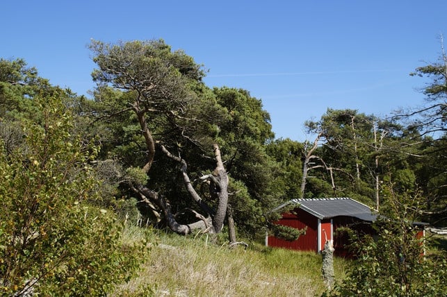 in-den-skandinavischen-laendern-findest-du-viele-te-cc0-pixabay-efraimstochter-180222_download In Skandinavien findest du viel Ruhe im Urlaub von der Technik.