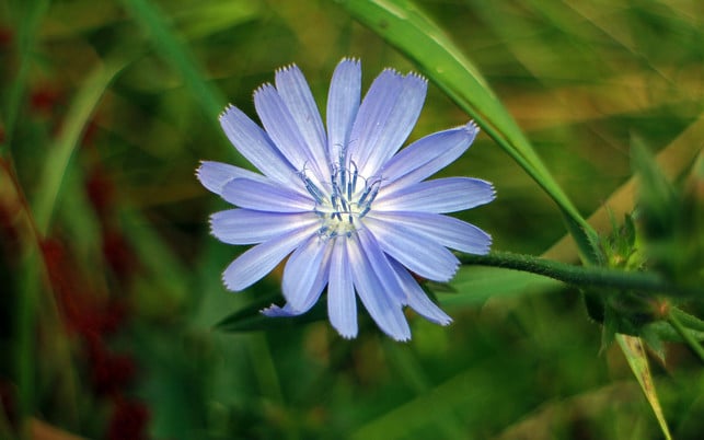 zichorienkaffee gemeine wegwarte blume regionale Kaffeealternativen zichorienkaffee gemeine wegwarte blume regionale Kaffeealternativen