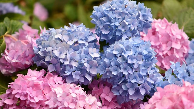 hortensie-duengen-cc0-pixabay-helgaka-250411 hortensie düngen